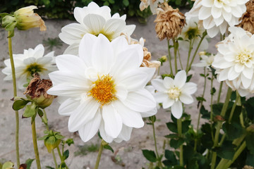 White dahlia on a background of green grass