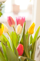 Spring pink tulips on a white background