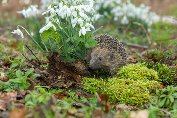 Naklejka na ściany i meble Hedgehog, (Scientific name: Erinaceus Europaeus) Wild, native, European hedgehog facing left in natural woodland habitat in Spring time with green moss, nettles and Snowdrops. Horizontal. Copyspace