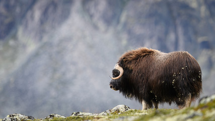 Musk ox (Ovibos moschatus) in autumn landscape in Dovre national