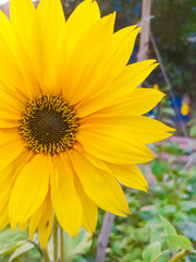 Obraz premium sunflower in the garden