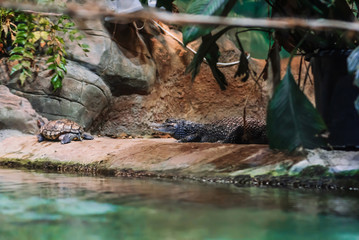 crocodile Caiman and turtle on the shore of the reservoir