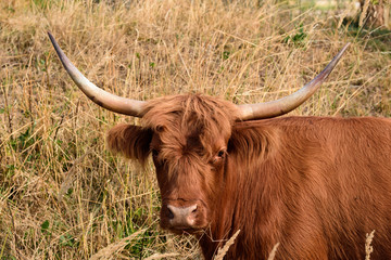 Galloway Rind mit kräftigen Hörnern