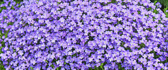 panoramic view onpurple aubrieta flowers blooming in a garden