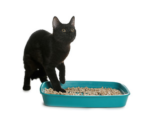 Cute black cat near litter box on white background