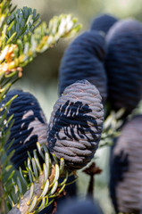 Cones of Korean Fir - Abies koreana in garden