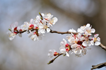 Close up of blooming cherry tree twig in spring with blurred background