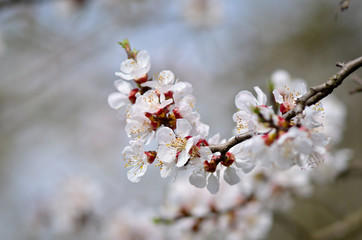 Close up of blooming cherry tree twig in spring with blurred background