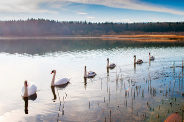 white swans on an autumn lake on a sunny day