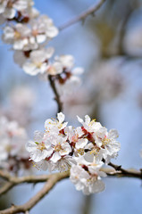 Close up of blooming cherry tree twig in spring with blurred background