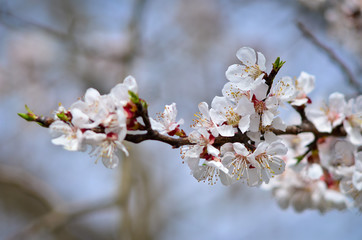 Close up of blooming cherry tree twig in spring with blurred background