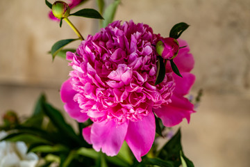 bud of pink peony flower in garden