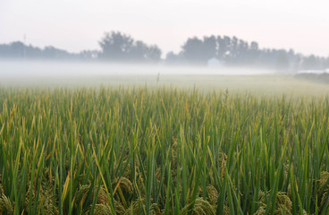 Aerial shooting of China's rural production and life scenes