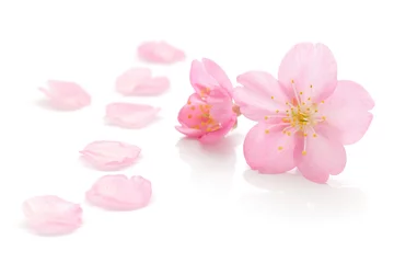 Fleecedeken met foto Kersenbloesem 桜 花 春 白 背景  © Naoki Kim