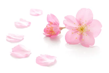 Fotobehang Sakura bloem lente witte achtergrond © Naoki Kim