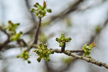Close up of blooming tree twig in spring with blurred background