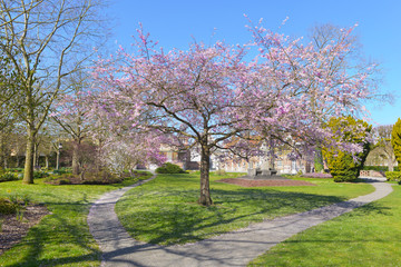 beautiful ornamental japanese cherry tree blooming in a park