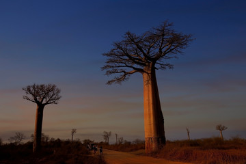 Fototapeta na wymiar MORONDAVA-MADAGASCAR-OCTOBER-7-2017:Baobab Avenue with the tourist looking Sunset scene with Baobab tree Avenue in Morondava ,Madagascar