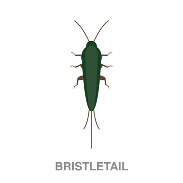 bristletail flat icon on white transparent background. You can be used black ant icon for several purposes.	