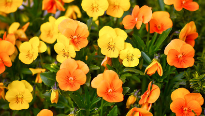 Fototapeta premium yellow and orange pansies