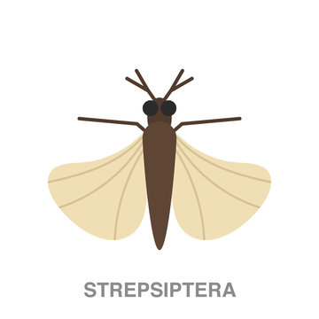 strepsiptera flat icon on white transparent background. You can be used black ant icon for several purposes.	