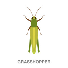 grasshopper flat icon on white transparent background. You can be used black ant icon for several purposes.	