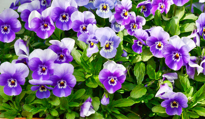 purple pansies, soft focus