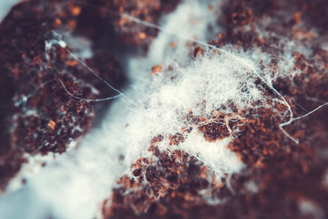 Fungus on old coffee ground for the background.