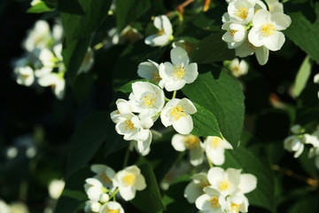 Blossoming trees in spring season	