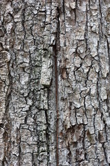 Old in gray tones with dark cracks bark of a hornbeam is an original natural background.