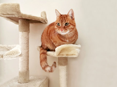 Ginger cat sitting on the cat activity center or on the tower. Copy space is on the right side. Selective focus.