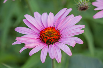 Obraz premium Blossoms of coneflowers (echinacea) in pink, yellow and orange