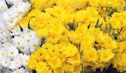 Yellow and white daisy or gerbera in pack for sale in flower shop