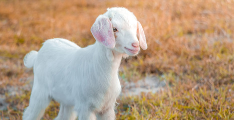 A young goat grazes in a meadow and smiling.
