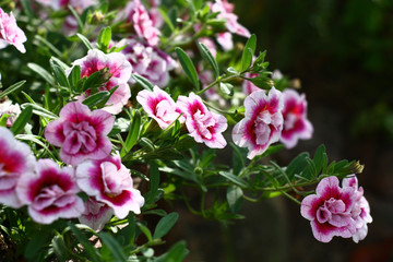 The blossoming surfinia plant with beautiful terry flowers unevenly is lit with a sunlight.