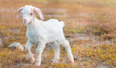 A young goat grazes in a meadow and smiling.