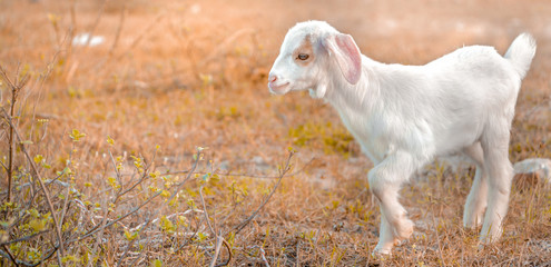 A young goat grazes in a meadow and smiling.