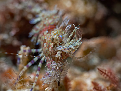 Common marbled shrimp, Marmorgarnele (Saron marmoratus)