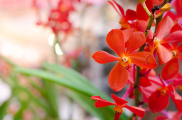 Close up beautiful red orchid