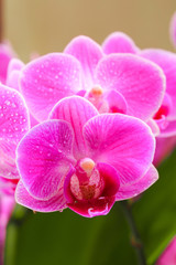 Pink orchid close up view  background. - Image