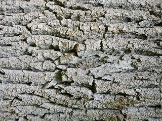 texture of tree bark close-up. The rough skin of an old tree. Natural wood background