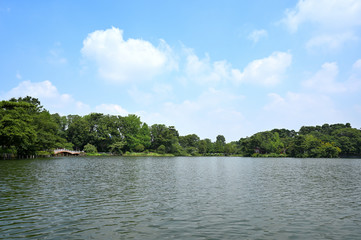 Fototapeta premium 真夏の洗足池 東京都大田区