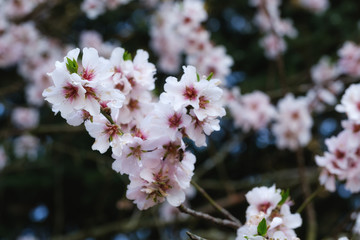 Nahaufnahme von Mandelblüten an einem sonnigen Frühlingstag