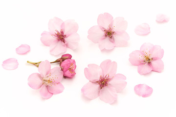 Fototapeta na wymiar Cherry Blossoms White background