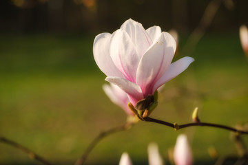 Obraz premium Nahaufnahme einer blühenden Magnolie