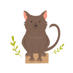 A Funny Tasmanian devil. Rare Australian animal.