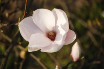 Nahaufnahme einer blühenden Magnolie