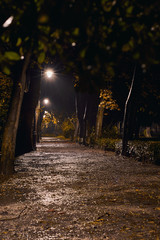 Fototapeta premium alley in the park