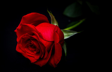 Close up of bright red rose against black background