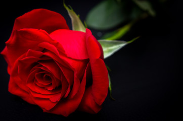 Close up of bright red rose against black background
